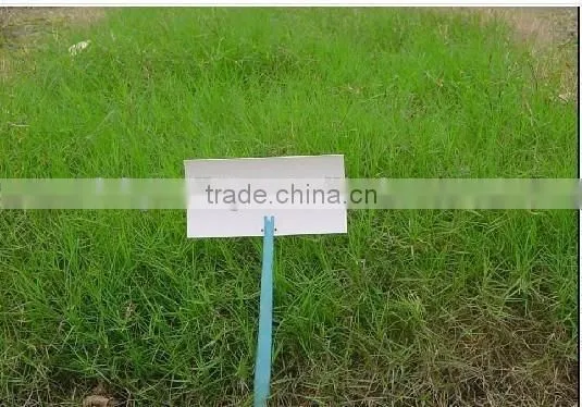 2016 New High Quality Grass Seeds Bermuda Grass Seeds For Sale photo-5