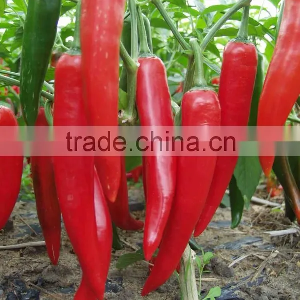 Hot Sale Hybrid High Yield Chili Pepper Seeds-XY 158 photo-3