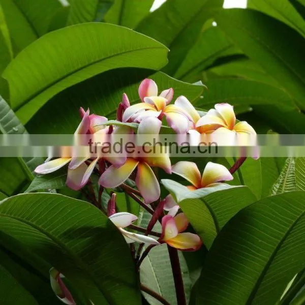 Multi-color Plumeria Rubra 'Tricolor' photo-2
