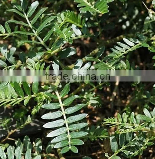 High Quality Nature Tribulus Terrestris 60% Saponins With High Quality photo-6