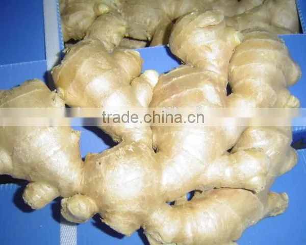 New Crop China Fresh Ginger for Sale photo-3