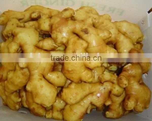 All Year Around Supply Fresh Ginger photo-5