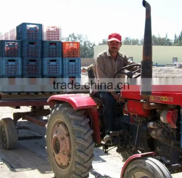 Hot Selling Sun Dried Tomotoes for Buyer photo-2