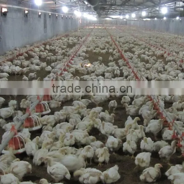 Industrial Chicken Shed/broiler Farm/poultry House Construction Design photo-2