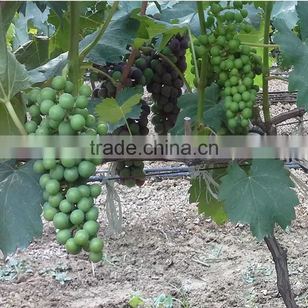 High Liquid Humate+amino Acid Q30 photo-6