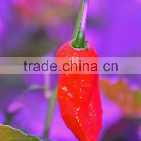300 LED Grow Light Full Spectrum CE ROHS Certification Lighting for Indoor Greenhouse / Garden Plants Growing, photo-6