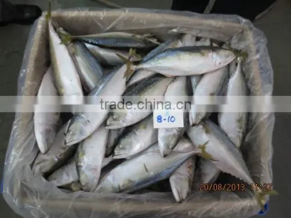 Frozen Indian Mackerel photo-2