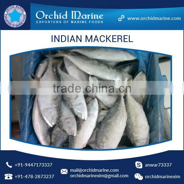 A Grade Good Taste Canned Indian Mackerel Fish Supplier photo-3