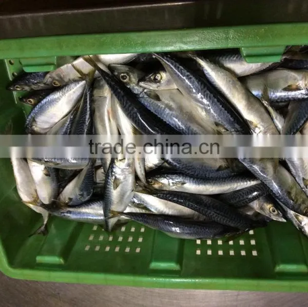 Pacific Mackerel Fish photo-3