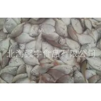 Frozen Red Snapper Whole Round