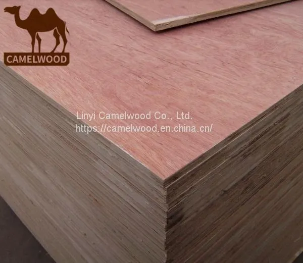 1220x2440mm Commercial Plywood 18mm Bintangor Face Plywood for France Market Bintangor Plywood photo-3
