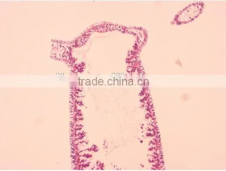 Zoology Slides Set ,animal Slides Set photo-3