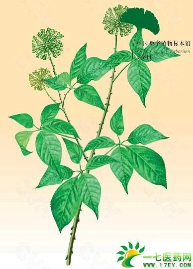 Siberian Ginseng Extract Eleutheroside photo-4