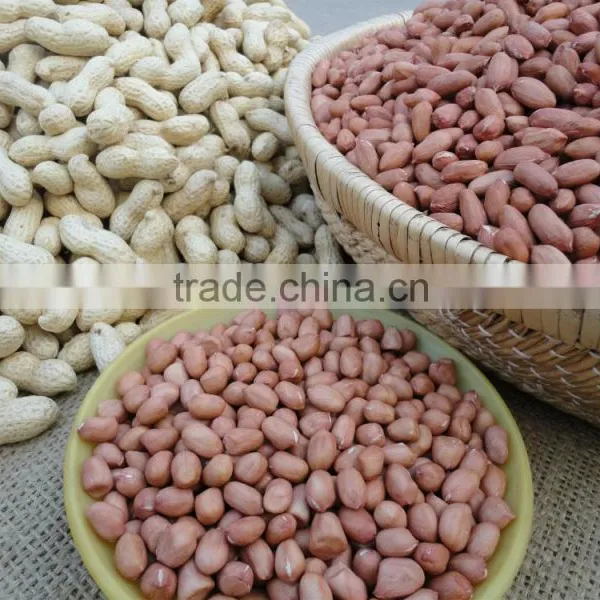 Best Selling Products New Wholesale Peanuts Raw Peanuts for Sale photo-4