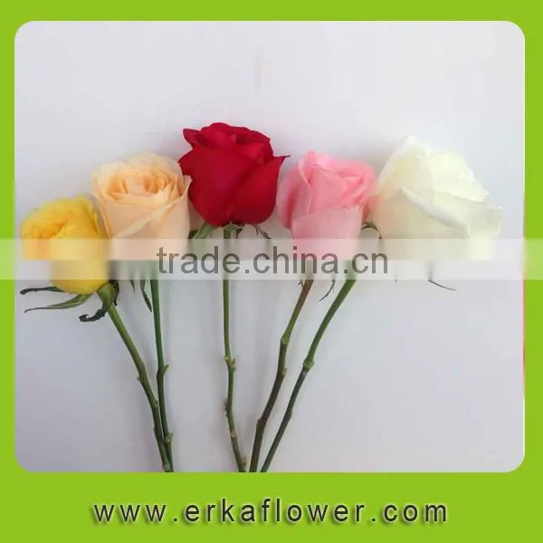 High Quality Hot Selling Factory Direct Sale Importers photo-2