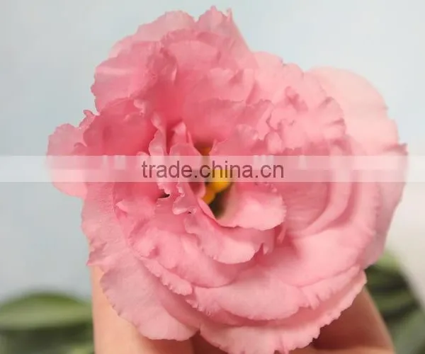Fresh Newest Flower for Girlfriend photo-5