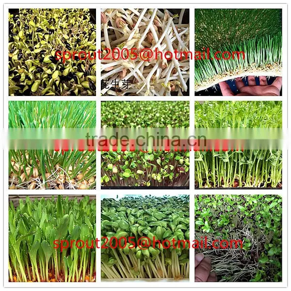 Hydroponics Animal Fodder Bean Sprout Machine/oat Sprouting Machine/ Bean Sprout Growing Machine on Sale photo-3