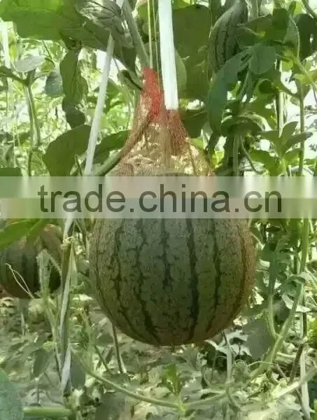 Hybrid F1 Red Yellow Flesh Rainbow Melon Treasure Seeds High Grade Gift Watermelon Seeds for Planting photo-3