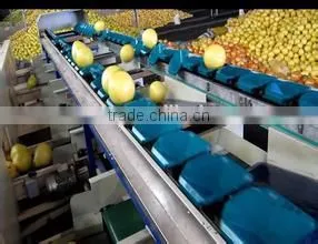 Fruits Shaddock Grading Machine Sorter Grader Separator Weight Sorting Machine photo-4