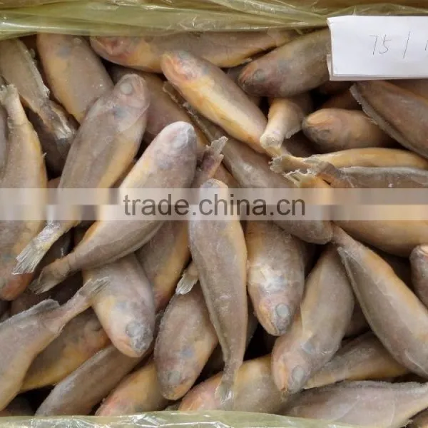 Frozen Yellow Croaker 75/100 G/pc photo-5