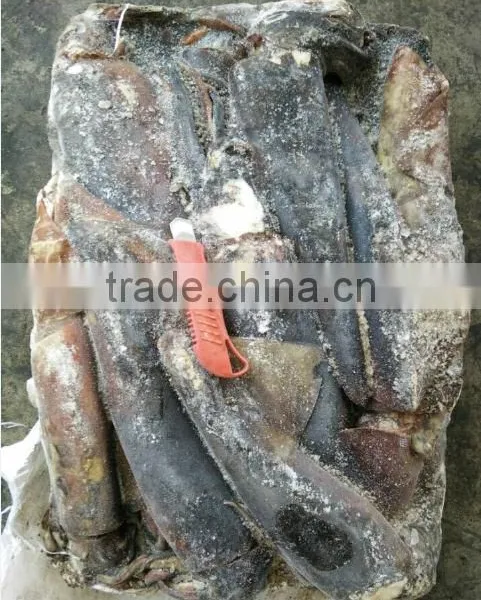 Frozen Peru Squid Wholesale photo-3