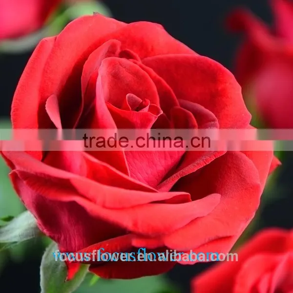 High Quality Ecuadorian Roses Export Fresh Cut Rose Flowers Carola Roses From Kunming photo-5
