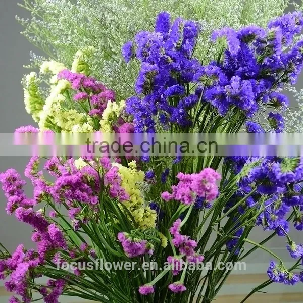 Flower Fresh Cut Flower Trusted Suppliers Purple Statice Popular Wholesale Festival Items photo-2