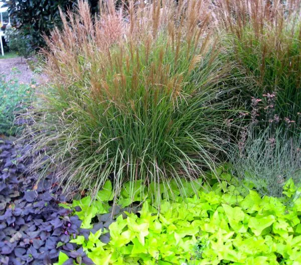 Lime Green 40-60cm Perennial Ornamental Grasses Artificial White