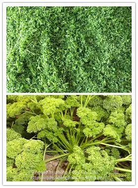 IQF Frozen Parsley photo-2
