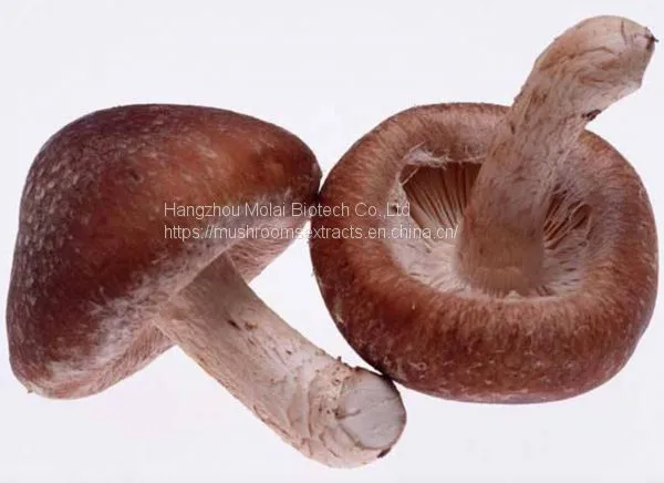 Shiitake Mushroom Extract