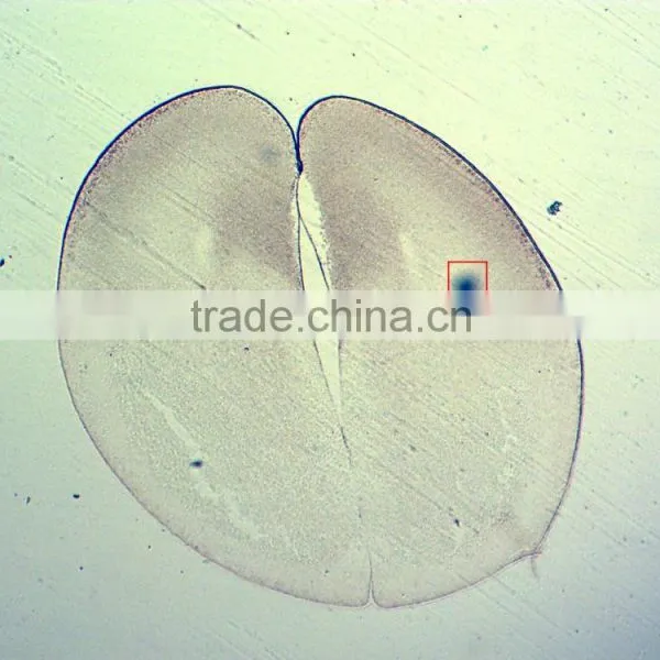50pcs Box Chick Embryo Prepared Microscope Slides photo-5