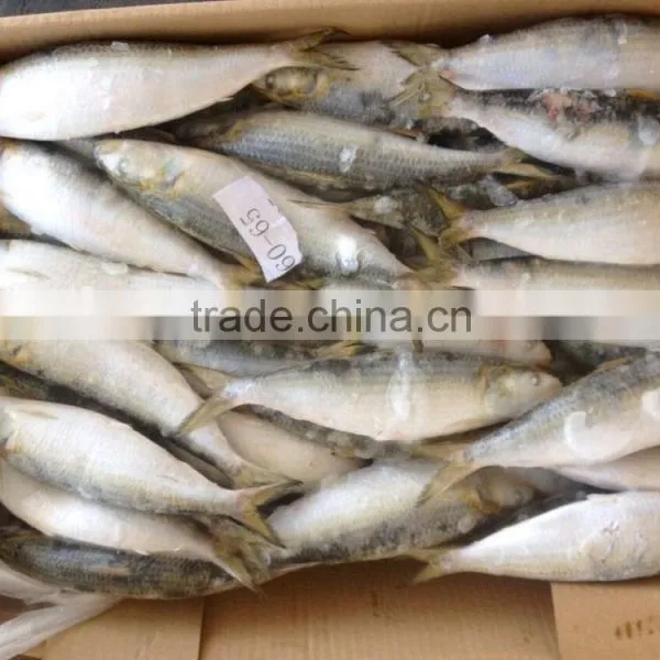 Frozen Seafood Frozen Sardine photo-4