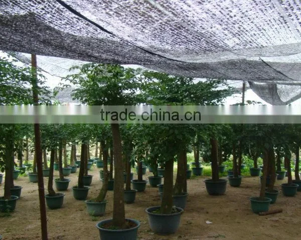 Heteropanax Fragrans (Roxb.) Seem of Indoor Outdoor Ornamental Bonsai Plants photo-4