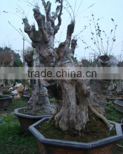 Lagerstroemia Indica L. Bonsai photo-5