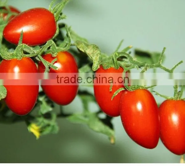 Water-soluble NPK Fertilizer photo-3