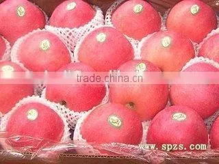 Fresh Shandong Fuji Apple With Lowest Price photo-2