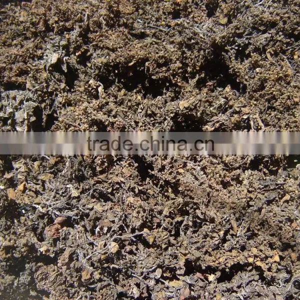 Sargassum Seaweed Powder Used for Organic Fertilizer photo-3