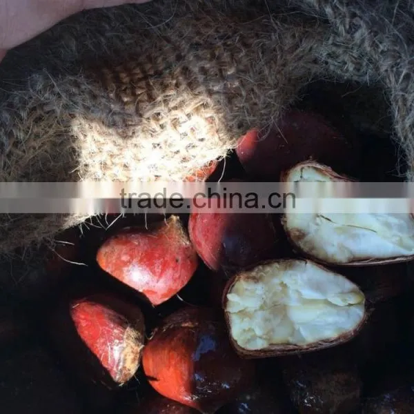 Import Fresh Chestnut photo-4