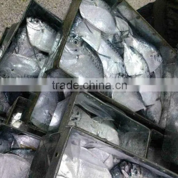Frozen Whole Round Moon Fish, Frozen Fishes, Best Quality Frozen Fishes photo-6