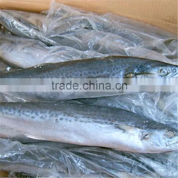 Frozen Scomberomorini for Sale