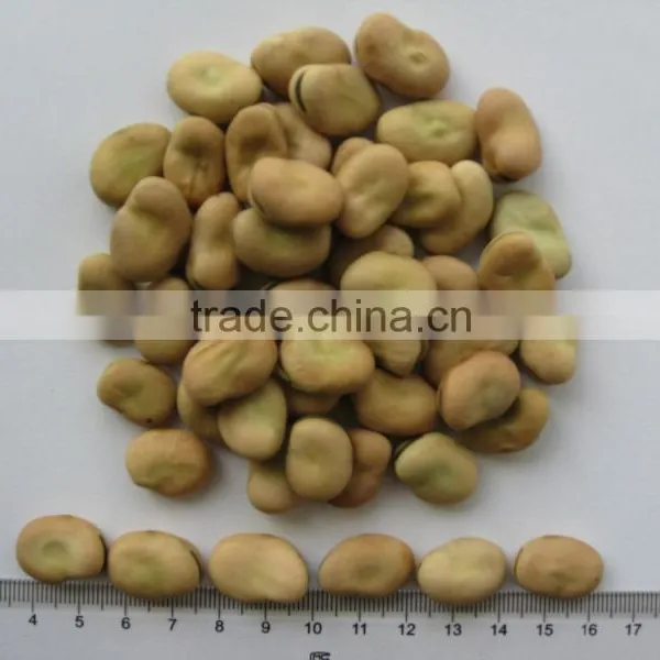 Hot Sale Broad Beans/horse Bean/fava Bean photo-6