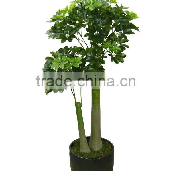 Evergreen Foliage Outdoor Landscaping Decorative Ornamental Plants Schefflera Octophylla (Lour.) Harms photo-6