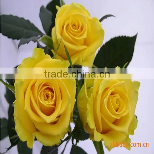 Wholesle Different Types of Pink Rose Flowers Arrangements Made in China photo-5