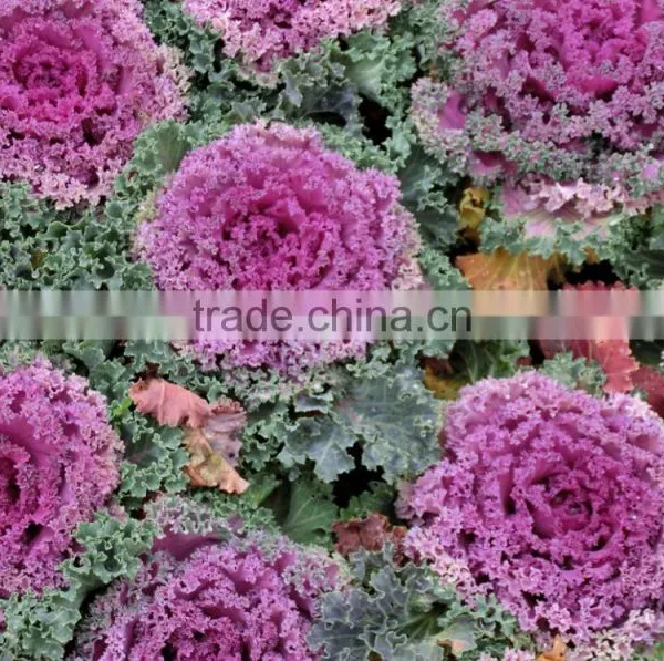 Cold Resistant Pink and Green Lolor Kale Seeds photo-3