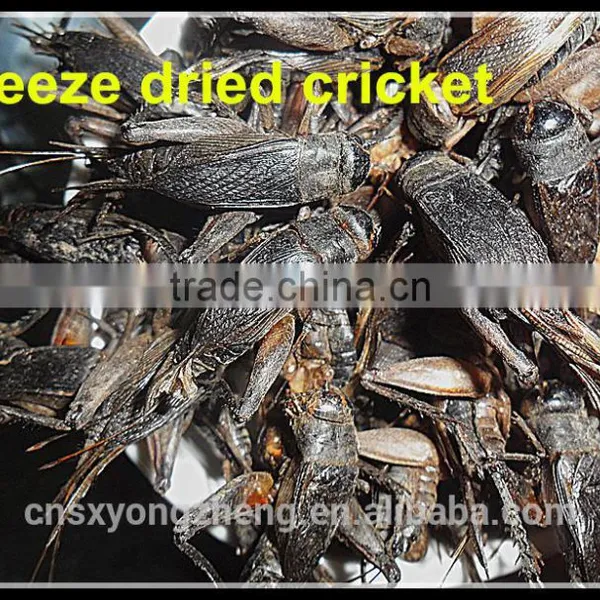 Pastic Drum(200g) Packed Freeze Dried Crickets Of Bird Food photo-3