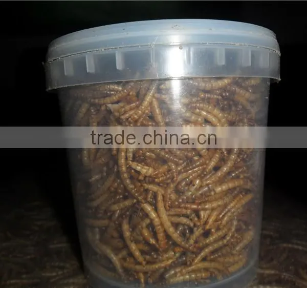 Poultry Feed Additive High Protein Mealworm photo-4