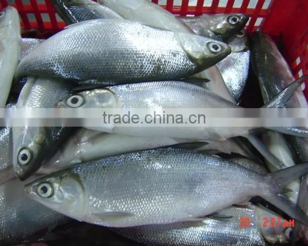 Milk Fish