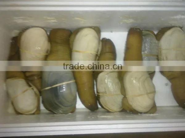 Live Geoduck (canadian) photo-5