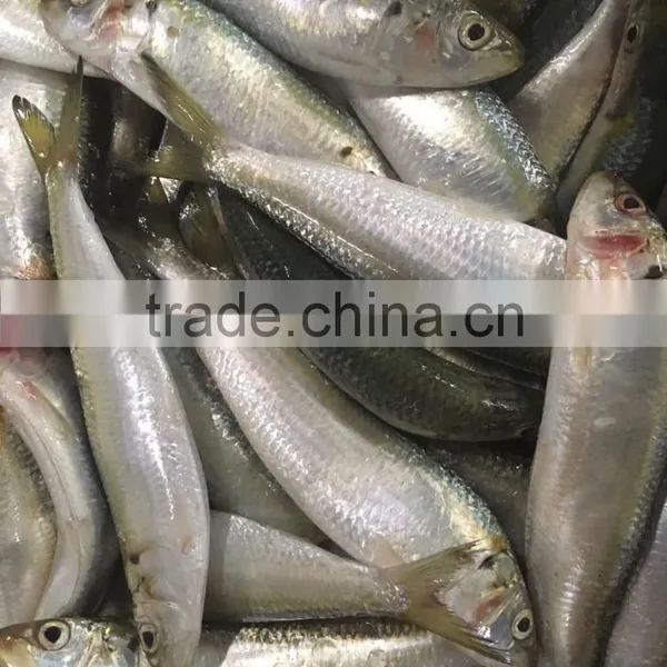 Best Price for Canning Frozen Sardine Seafood photo-5