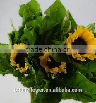 Good Smell Peonies Cut Flowers Chinese Sunflower From Kunming photo-4